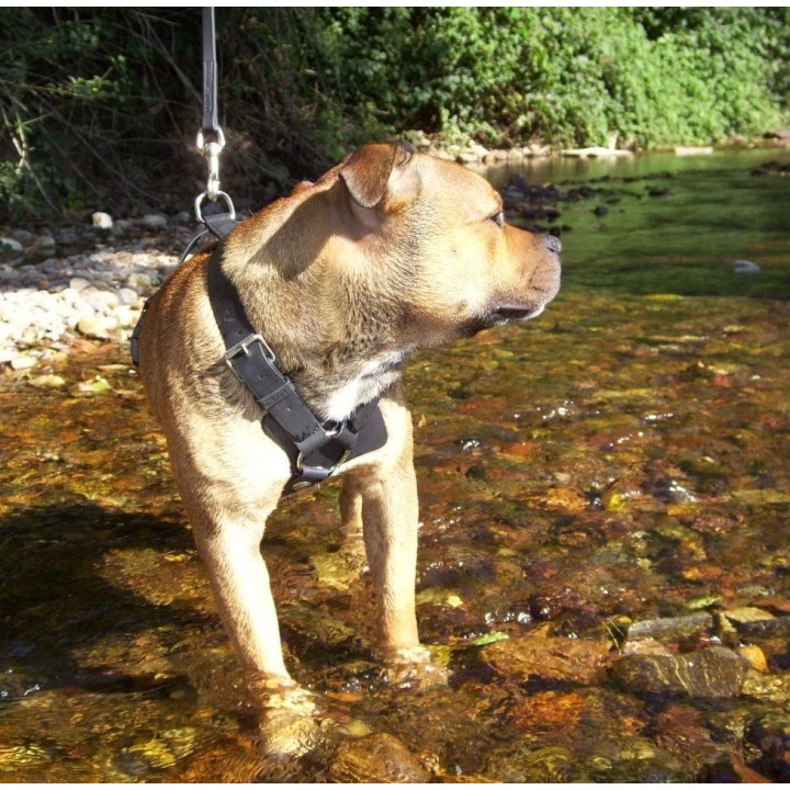 Harness for Staffordshire Bull Terrier