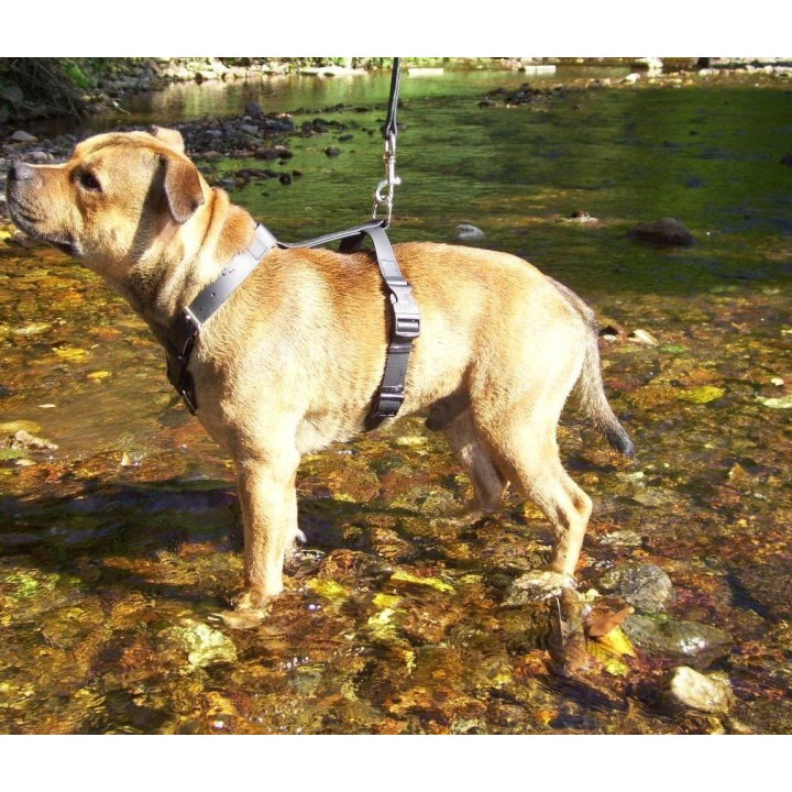 Harness for Staffordshire Bull Terrier