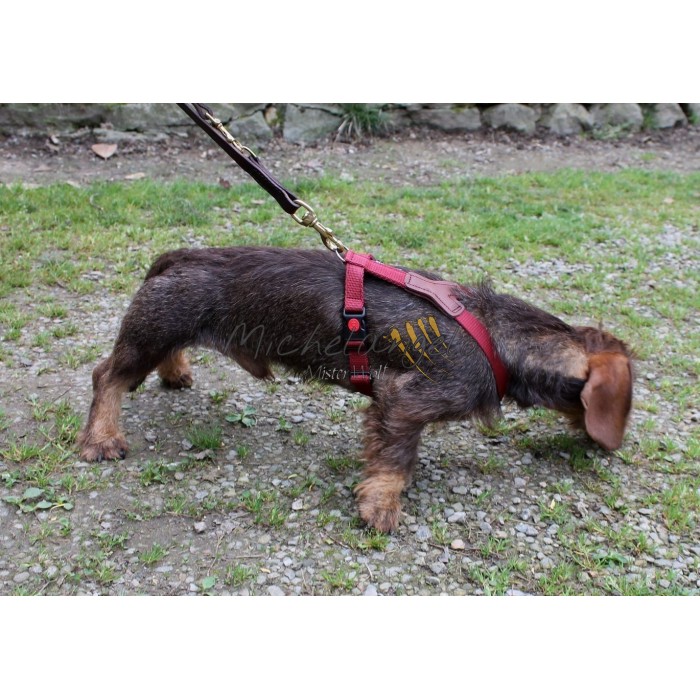 Harness for Dachshund