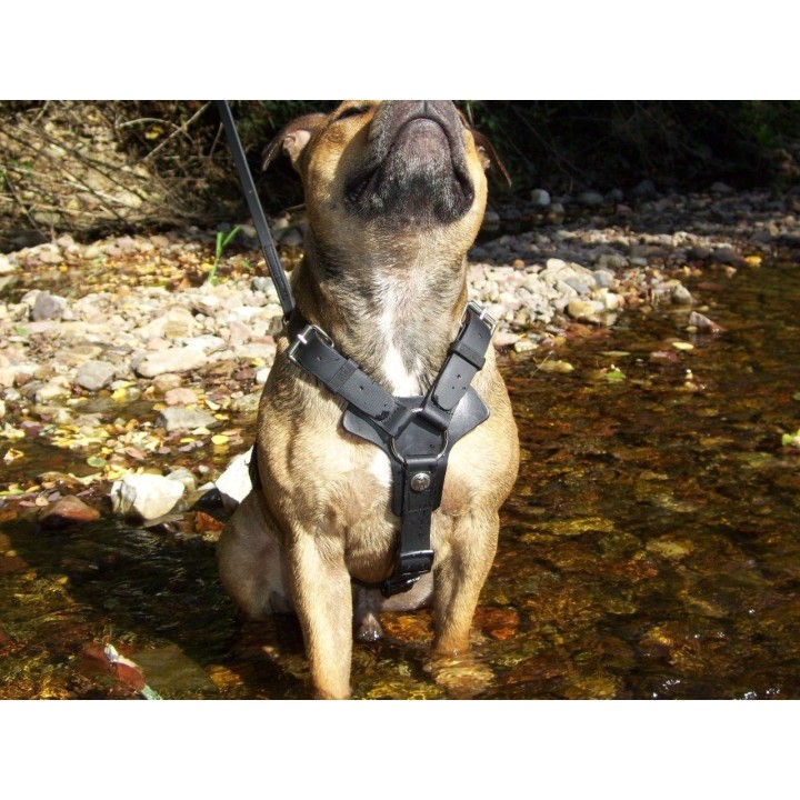 Harness for Staffordshire Bull Terrier