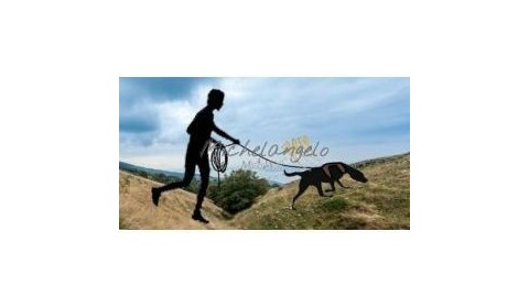 mantrailing harnesses