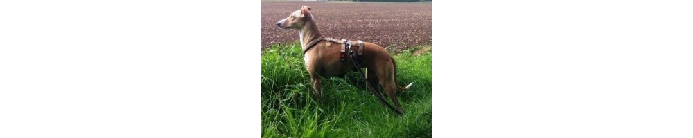 greyhound harness