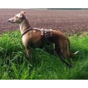 Greyhound harness