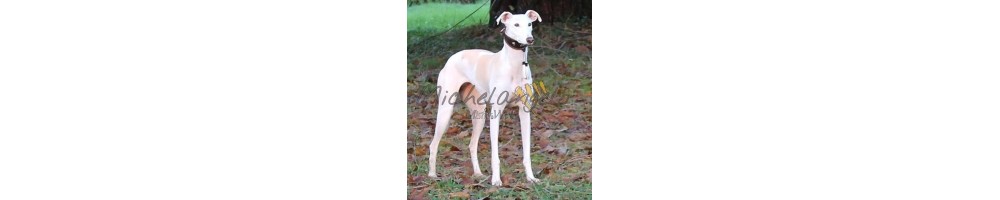 greyhound collar with name