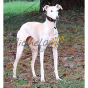 Greyhound ollar with Name
