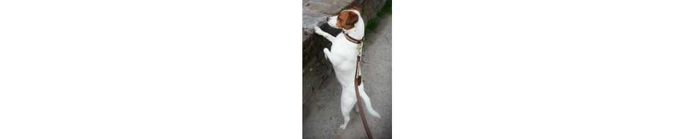 leash, harness ando collar for jack russel