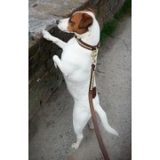 JACK RUSSELL