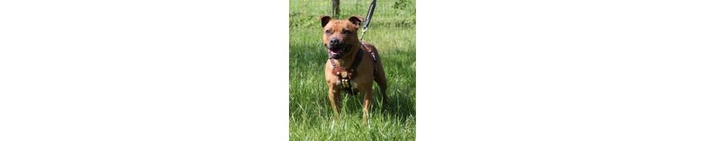 collars leashes and harnesses for staffordshire bull terriers