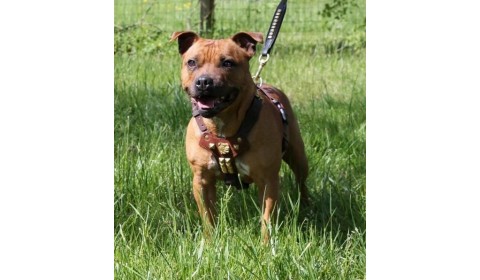 collari guinzagli pettorine per staffordshire bull terrier