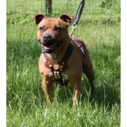 STAFFY - STAFFORDSHIRE BULL TERRIER